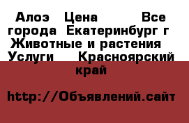 Алоэ › Цена ­ 150 - Все города, Екатеринбург г. Животные и растения » Услуги   . Красноярский край